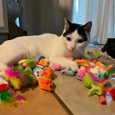 Multi Cat Toy Pack for Happy Playtime Adventures